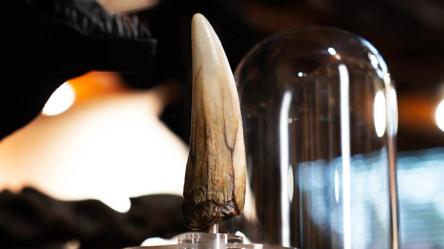 Elite Creature Collectibles - ECC - Dent de Spinosaurus